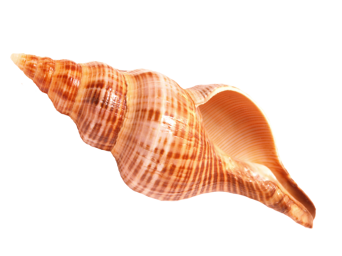 Seashell isolated on white