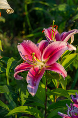 Blooming red lily flower on a green background on a summer sunny day macro photography. Garden lillies with bright pink petals in summer, close-up photography.	
