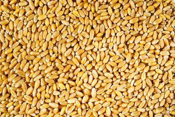 Background of wheat grains close up. Food abstract pattern.