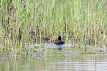 Family of Coots (Fulica atra) with adult and chicks on the water, Natural reedbed habitat. Yorkshire, UK in Spring