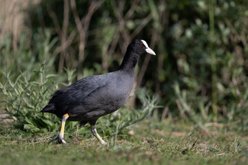 Single Coot (Fulica atra) walks along grassland. Yorkshire, UK in Spring