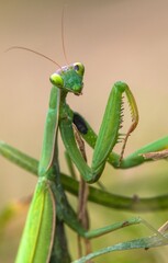 European Mantis or Praying Mantis, Mantis religiosa