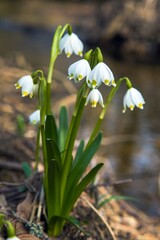 spring snowflake flowers in latin leucojum vernum