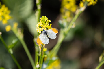 Male Orange-tip butterfly (Anthocharis cardamines) on yellow flower. Yorkshire, UK in Spring