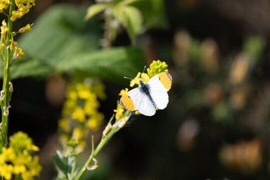 Male Orange-tip butterfly (Anthocharis cardamines) on yellow flower. Yorkshire, UK in Spring