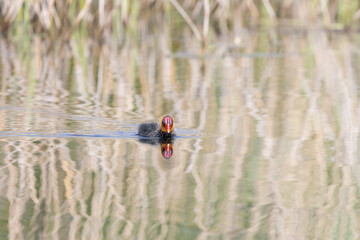 Cute, young Coot (Fulica atra) chick swimming across water at a reedbed habitat. Yorkshire, UK in Spring