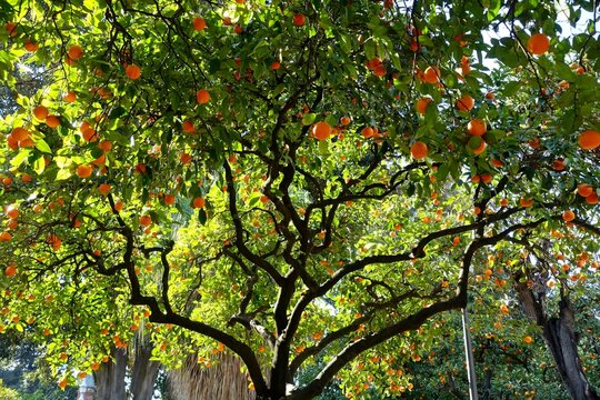 Landscape shot of a beautiful orange tree - citrus aurantium - full of ripe fruit on a sunny winter day in a city park of Seville, Andalusia, Southern Spain. Bigarade oranges are famously bitter.