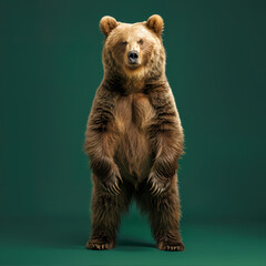 Obraz premium Full body of bear on solid green screen background, fashion photography, evenly lighting
