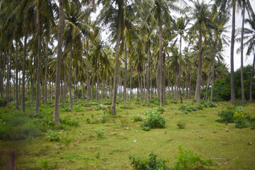 Obraz premium a area with many coconut trees 