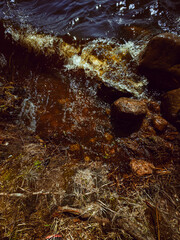 rocks small plants autumn quality photo