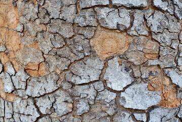bark of a tree