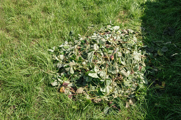 Top view of a heap of cut strawberry leaves and tendrils. Garden work. Removing weeds. Autumn...