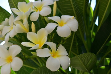 beautiful white frangipani flower blooming in springtime, natural background