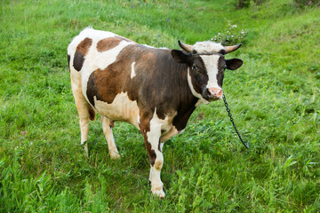 Portrait of a young cow on a green meadow in summer in Republic of Moldova
