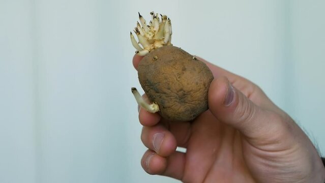 Old unusable potatoes with roots in the hands of a farmer, cspoiled potatoes in their skins, sprouted potatoes, slow motion.