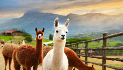 Fototapeta premium Llama at farm. Beautiful alpaca portrait. Domestic lama on farm in the summer. Nature background