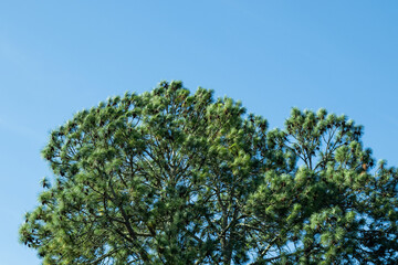 Pinheiro, Pinus roxburghii