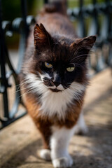 curious cat on the streets in sa pobla on a sunny day in mallorca spain enjoying the sunny weather