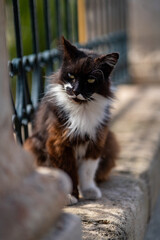 curious cat on the streets in sa pobla on a sunny day in mallorca spain enjoying the sunny weather