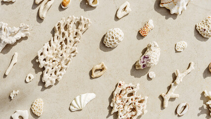Assorted natural Seashells, corals at sunlight, summer nature still life banner of shell, coral...