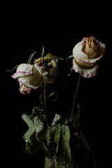 Withered white roses on a black background