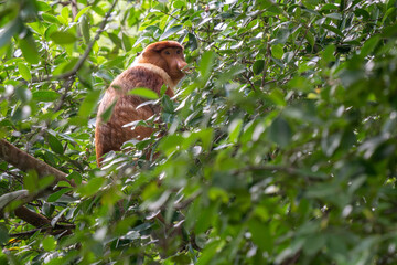 Proboscis Monkey - Nasalis larvatus, beautiful unique primate with large nose endemic to mangrove forests of the southeast Asian island of Borneo.