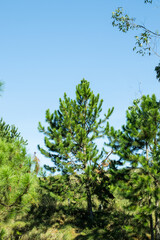 Pinheiro, Pinus Kesiya
