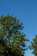 Pinheiro, Pinus Roxburghii