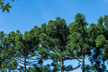 Obraz premium Araucária, Araucaria Angustifolia
