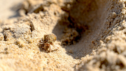 A hermit crab walks on a sandy beach