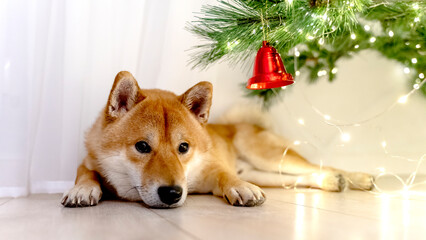 Shiba Inu funny sleeps on the floor in the house