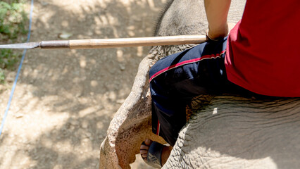 Elephant mahout on an elephant's neck