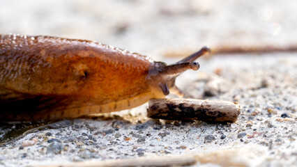 Snail or slug on a forest path