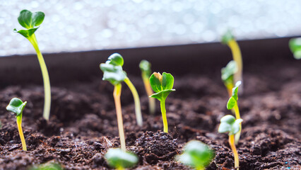 Young seedlings in a garden on the window