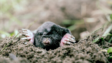 A blind mole crawled out of a hole into the street