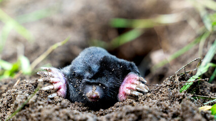 A blind mole crawled out of a hole into the street