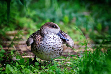 A marbled teal duck, Marmaronetta angustirostris, a medium sized species that is vulnerable in the...