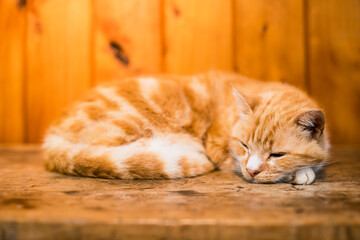 Ginger cat sleeping on a wooden background