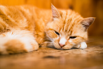 Ginger cat sleeping on a wooden background