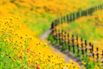 Spring scenery of riverside fields full of various peony flowers. Peony flower scenery of Hambak Park, Sancheong, South Korea.