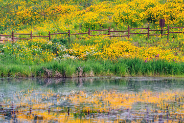 Spring view of Golden-Wave with yellow flowers with tourists on trail besides pond at Akyang...
