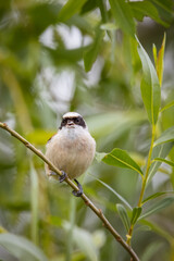 Close-up Eurasian penduline tit (Remiz pendulinus) sits on the willow branch and sings its song...