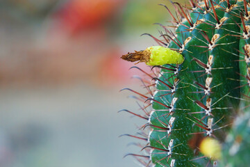 Close-up of withered cactus flower with small fruit on a prickly cactus. Long hooked spines of...