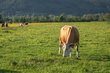 cow in a field, photo of a cow grazing on green grass with blurred green nature on background.