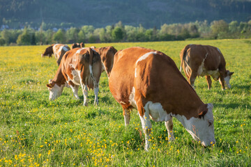 cow in a field, photo of a cow grazing on green grass with blurred green nature on background.