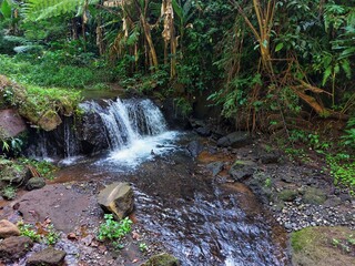 small river with flowing water in the middle of the forest