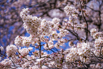 満開の桜の花と青い空