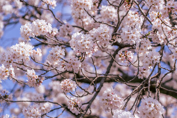 満開の桜の花と青い空