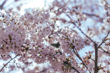 満開の桜の花と青い空