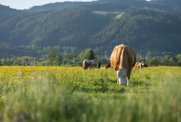 cows grazing in the meadow with mountain on background in the morning, concept animals livestock.